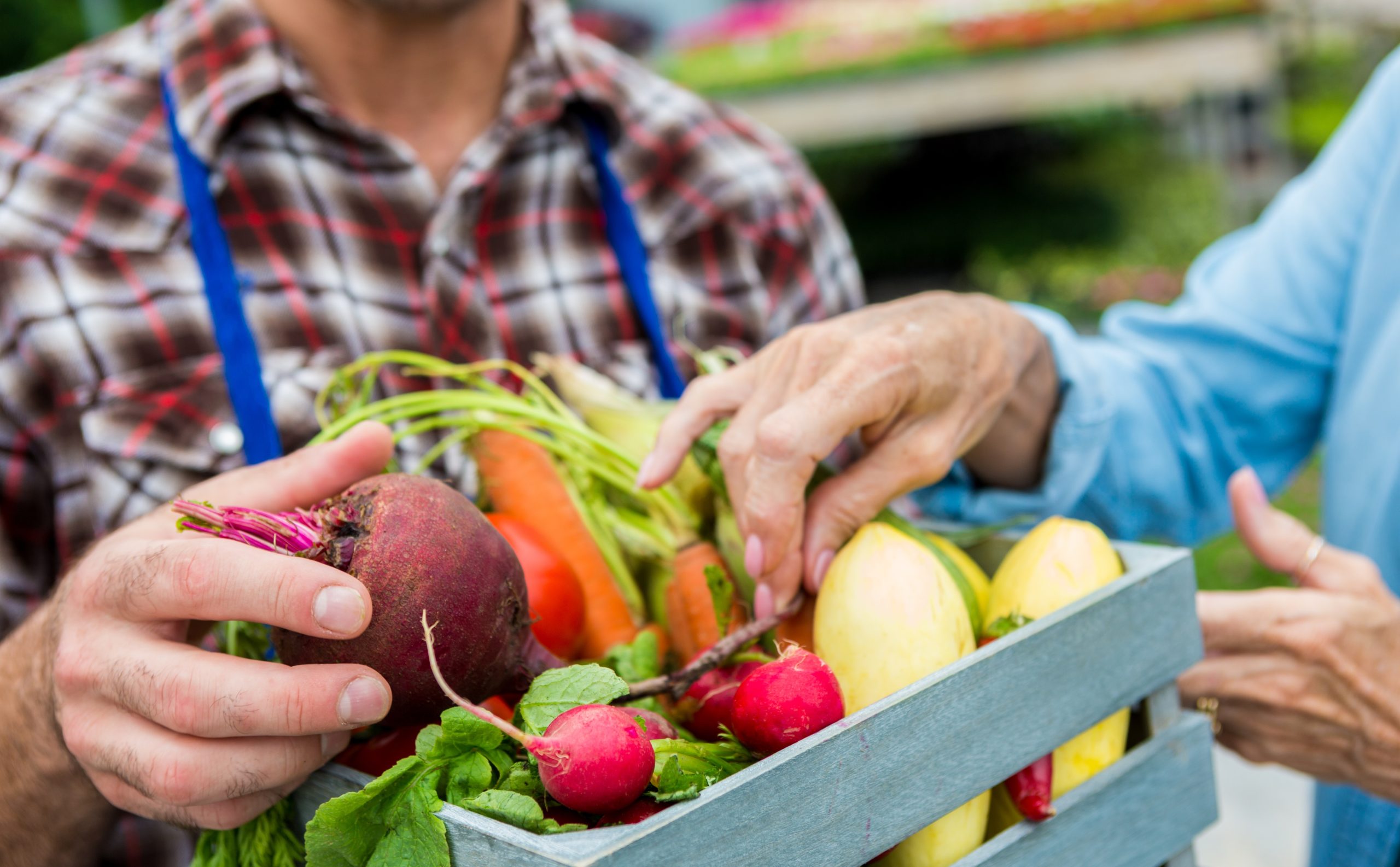 Farmer selling fresh summer vegetables to senior woman. Carrots, radishes,  and a beet are all in the small basket. 